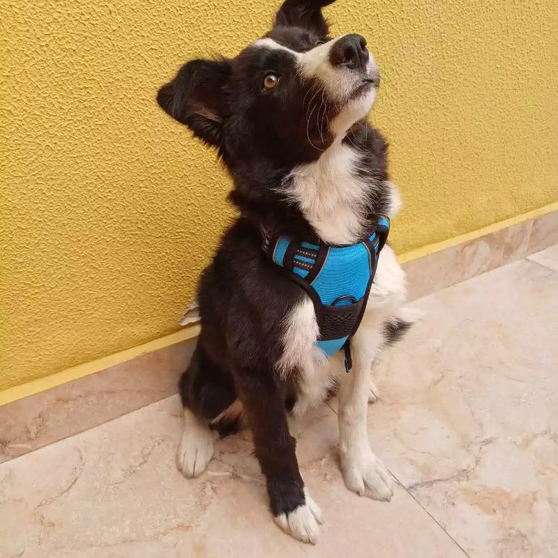 Peitoral Reforçado com Guia para Cachorros