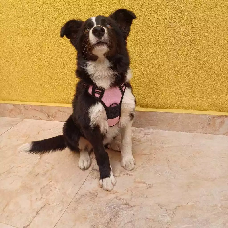 Peitoral Reforçado com Guia para Cachorros